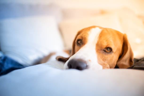 istock Dog tired sleeps on a couch, beagle on sofa. 1129909437
