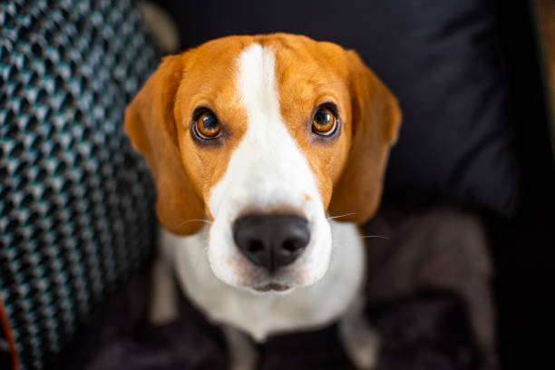 istock Beagle dog sits looking up towards the camera 1129909493