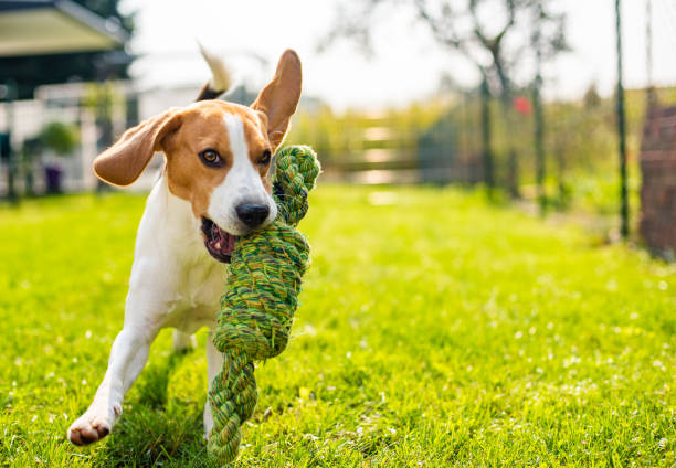istock Beagle dog fun in garden outdoors run and jump with knot rope 1129909738