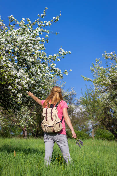 istock Woman tourist with backpack enjoying time in blooming orchard at spring. 1129909869