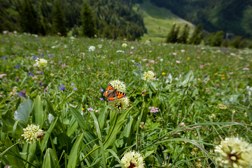 Butterfly on a flower in Bavarian mountains in summertime