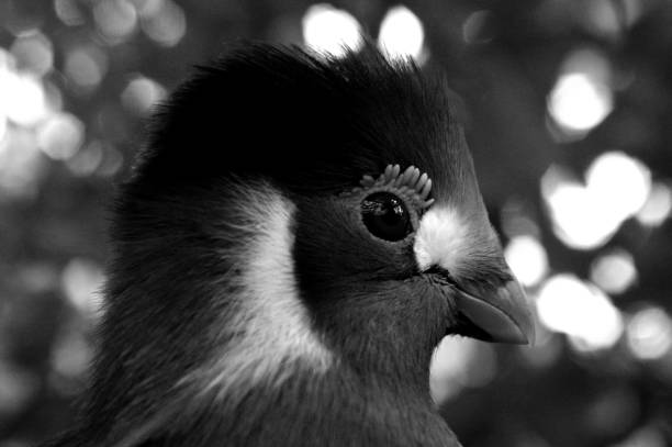 Close up head shot of beautiful bird