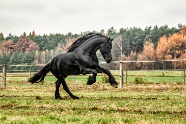 istock galloping Frisian stallion on a green meadow 1129913901