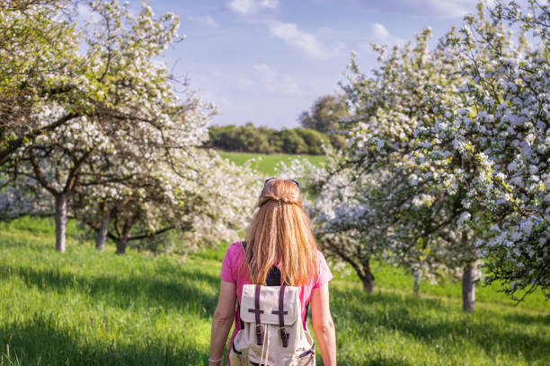 istock Woman tourist with backpack enjoying time in blooming orchard at springtime. 1129914500