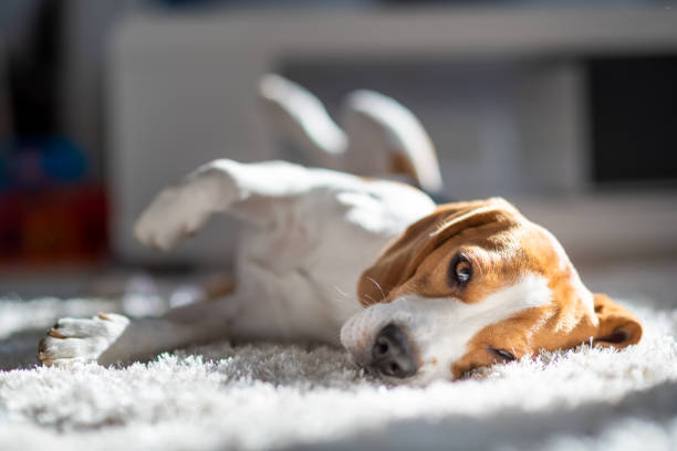 istock Dog tired sleeps on a floor. Beagle on carpet in sun. 1129915950