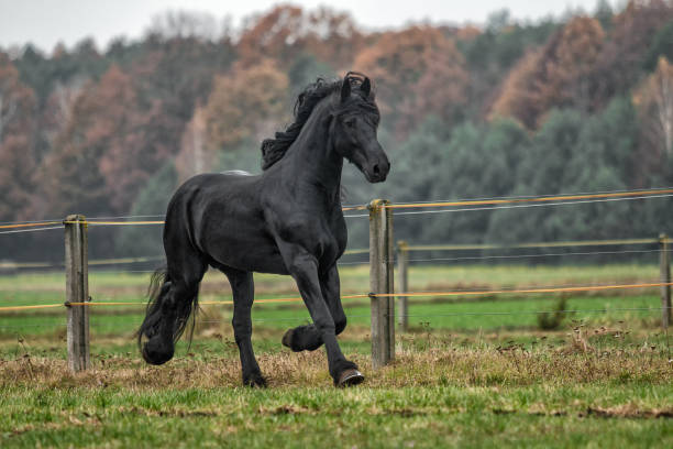 istock galloping Frisian stallion on a green meadow 1129916080