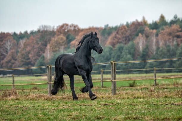 istock galloping Frisian stallion on a green meadow 1129916986