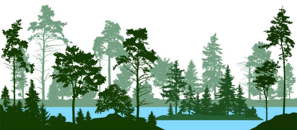 ilustrações de stock, clip art, desenhos animados e ícones de evergreen coniferous forest with pines, fir trees,  christmas tree, cedar, scotch fir. forest silhouette trees. lake river vector. (every tree isolated, separate from each other, free-standing) - lake forest landscape silhouette