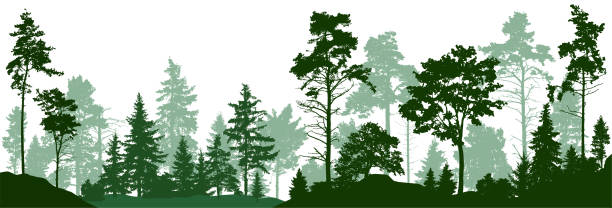 ilustrações de stock, clip art, desenhos animados e ícones de forest silhouette trees. evergreen coniferous forest with pines, fir trees,  christmas tree, cedar, scotch fir. vector illustration. (every tree isolated, separate from each other, free-standing) - christmas tree snow fir tree isolated