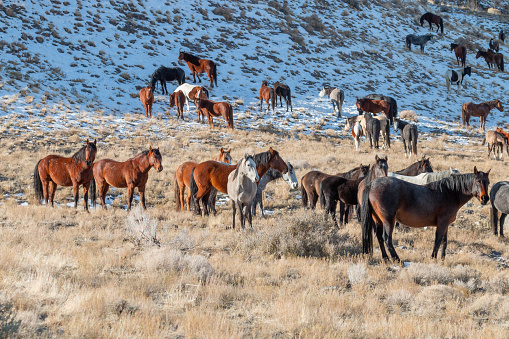 wild horses in the Utah desert in winter