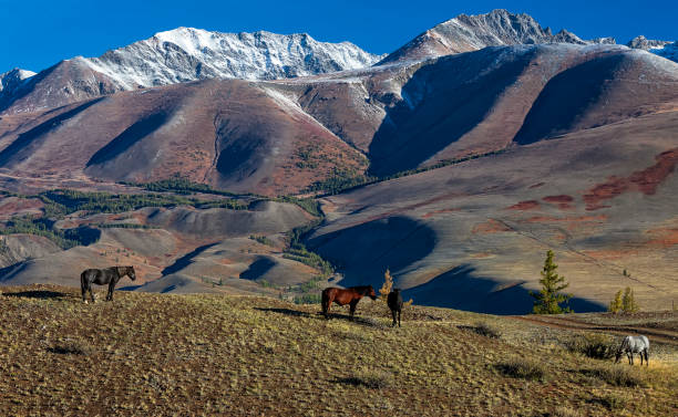 Autumn landscape. Wild horses are grazing in the valley. Kurai steppe and mountain range. Altai Mountains. Siberia. Russia autumn landscape altai mountains photos stock pictures, royalty-free photos & images