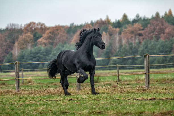 istock galloping Frisian stallion on a green meadow 1129918580