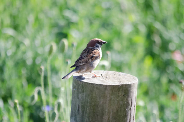 istock SMALL BROWN ITALIAN CISALPINE SPARROW PASSER ITALIAE BIRD 1129919786