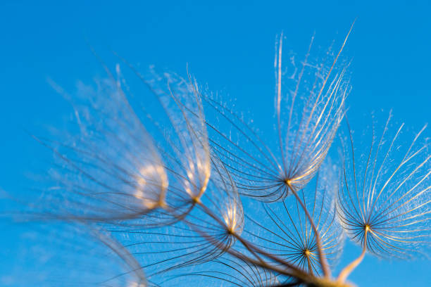 istock dandelion seeds close up blowing in blue background 1129919793