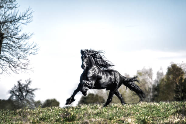 istock galloping Frisian stallion on a green meadow 1129919795