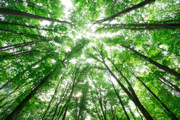 istock forest trees. nature green wood sunlight backgrounds 1129919803
