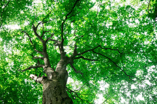 istock forest trees. nature green wood sunlight backgrounds 1129919806