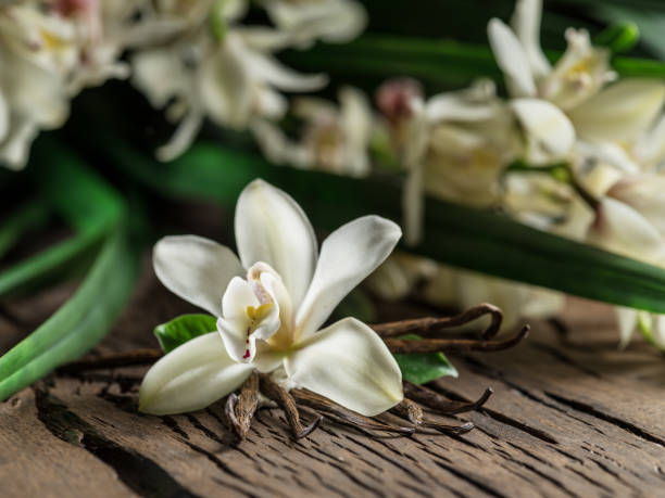 istock Dried vanilla sticks and vanilla orchid. 1129919973