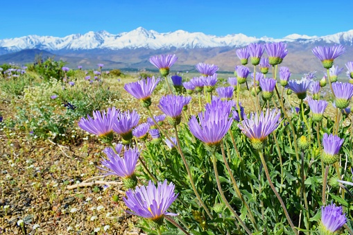 View on Sierra Nevada mountains, California, USA