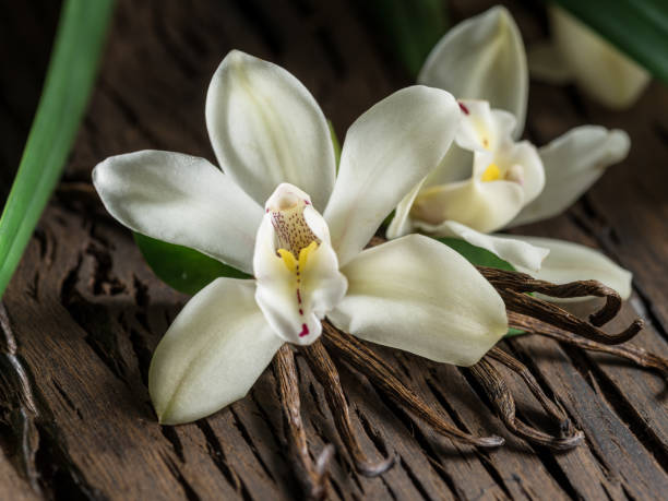 istock Dried vanilla sticks and vanilla orchid. 1129920061