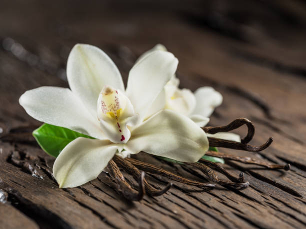 istock Dried vanilla fruits and vanilla orchid. 1129920066