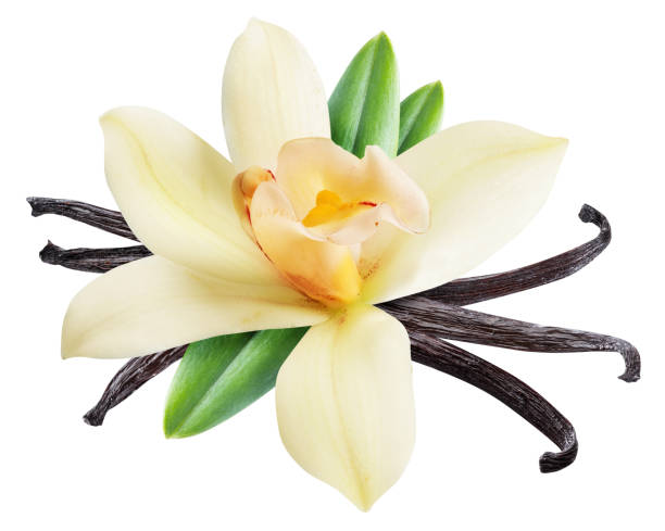 istock Dried vanilla sticks and orchid vanilla flower. 1129920124