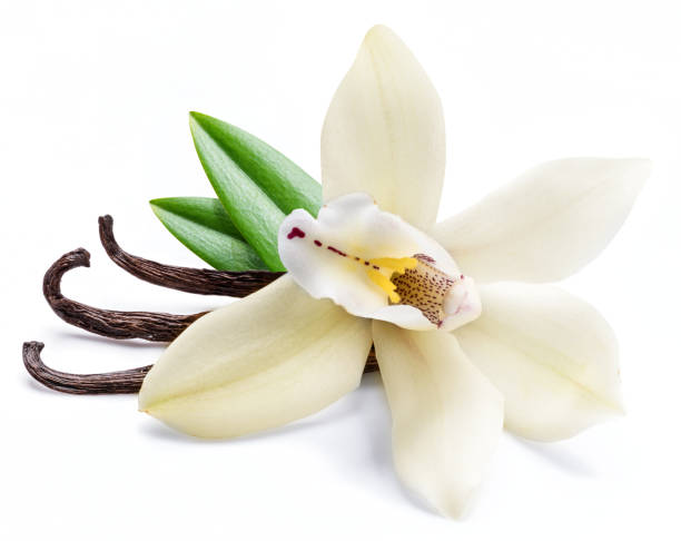 istock Dried vanilla sticks and orchid vanilla flower. 1129920236