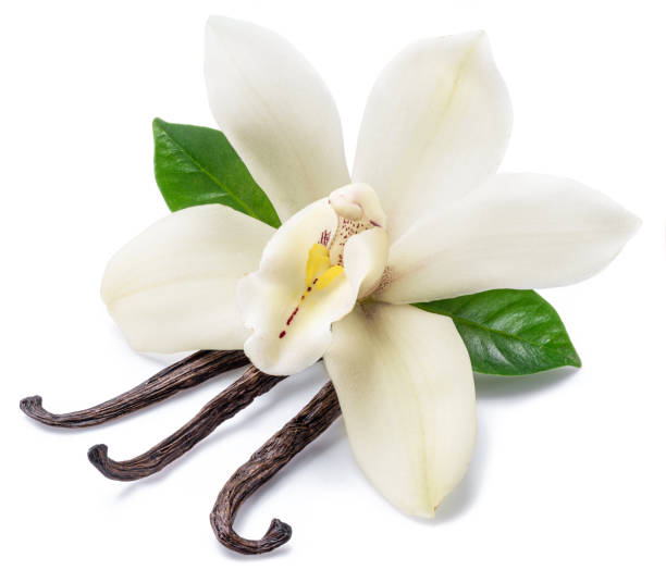 istock Dried vanilla sticks and orchid vanilla flower. 1129920296