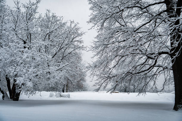 istock The trees in the Park after the snowfall are completely covered with snow. 1129920449