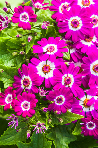 Cineraria Pericallis, A cluster of pink Cineraria Pericallis, flowers with some buds in the process of opening. cineraria stock pictures, royalty-free photos & images