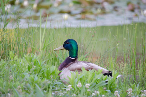 istock MALLARD DUCK BIRD WITH GREEN HEAD IN GRASS 1129920555