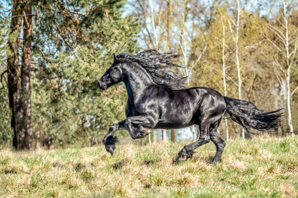 istock galloping Frisian stallion on a green meadow 1129922795