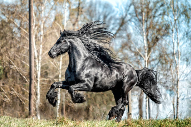 istock galloping Frisian stallion on a green meadow 1129925337