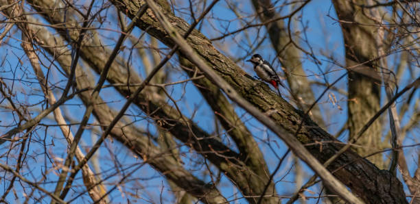 istock Woodpecker bird on leaf tree in winter sunny day 1129925434