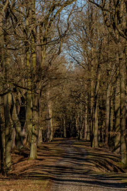 istock Path with leaf trees near Rozmberk pond in winter sunny day 1129925454