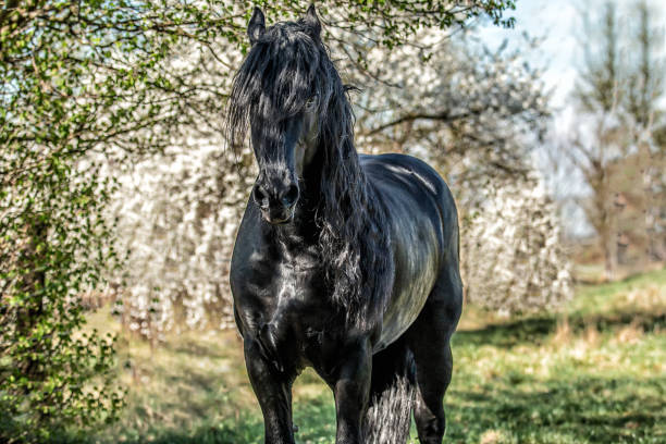 istock galloping Frisian stallion on a green meadow 1129926203