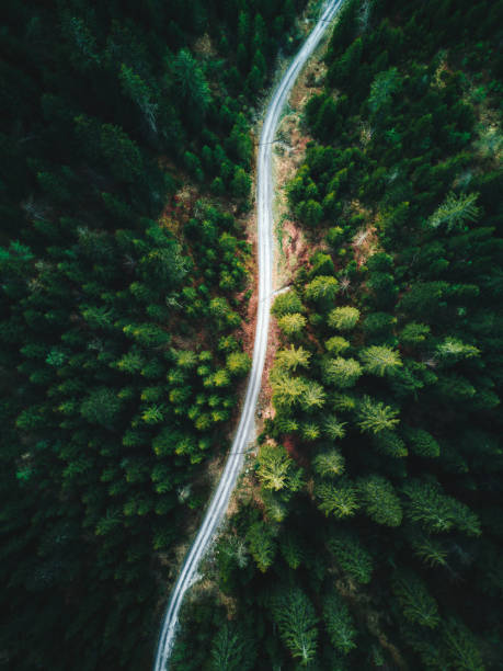 istock forest aerial view in switzerland 1129926600