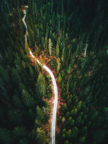 istock forest aerial view in switzerland 1129926685