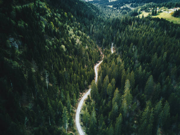 forest aerial view in switzerland