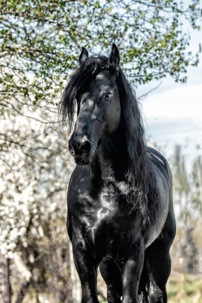 istock galloping Frisian stallion on a green meadow 1129926753