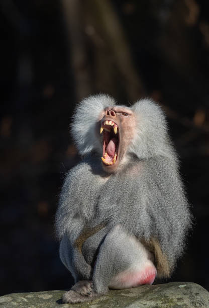 istock Yawning male hamadryas baboon 1129927590