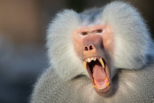 The Arabian baboon is a mammal of the genus Papio in the family Cercopithecidae of the primates.It is mainly distributed in Egypt, Sudan and Eritrea on the southern coast of the Red Sea, Ethiopia and Somalia, and also has habitats on the Arabian Peninsula on the northern coast of the Red Sea.