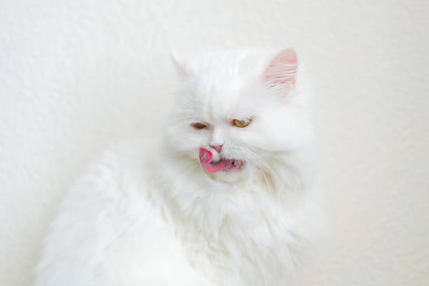 White furry persian cat washes his flat face.