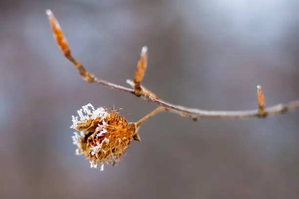 Snow covered beechnut spiky shell on a branch, zoomed in macro view, on a blurred background, during Winter