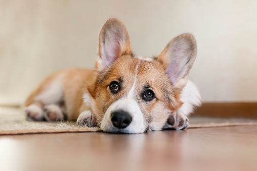 funny portrait of cute little Corgi dog lying at home on the Mat and looking sad forward