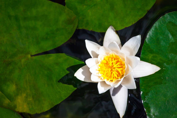 istock bright white flower on a large leaf of a water lily 1129928972