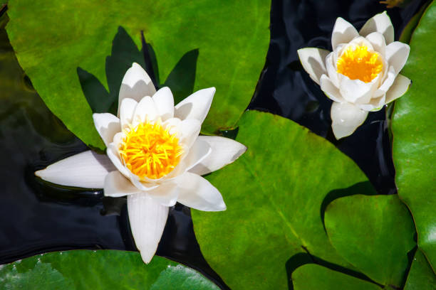 istock bright white flower on a large leaf of a water lily 1129928978