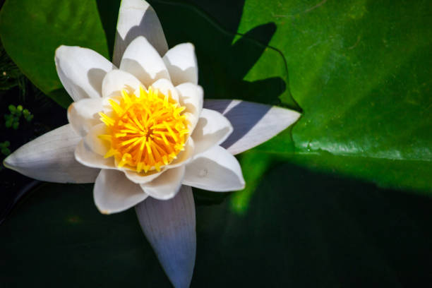 istock bright white flower on a large leaf of a water lily 1129928992