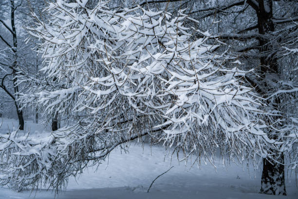 istock The trees in the Park after the snowfall are completely covered with snow. 1129929307