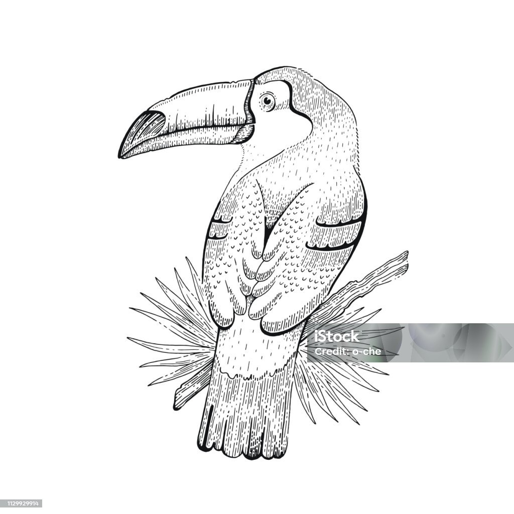 Toco Toucan Bird Tropical American Wild Animal Outline Art For Tattoo  Coloring Book Tshirt Print Logo Design Cool Trendy Vector Illustration  Black Ink Hand Drawn Sketch Isolated On White Stock Illustration -